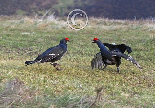 Pair Black Grouse Fighting DM1019